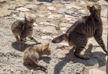 Sokak kedisi şehrin sokaklarında görüldü.
