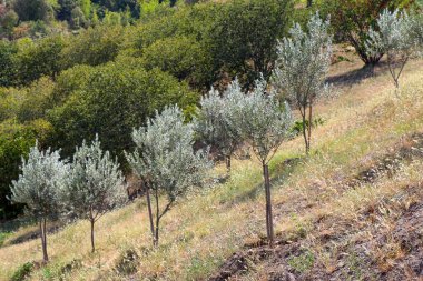 Genç ağaç, doğa arka planında bulundu.