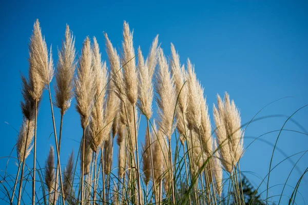 Trockene Pflanze Der Natur Gefunden — Stockfoto