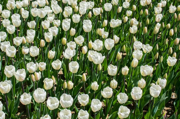 Vackra Tulpaner Blomma För Vykort Skönhet Koncept Design — Stockfoto