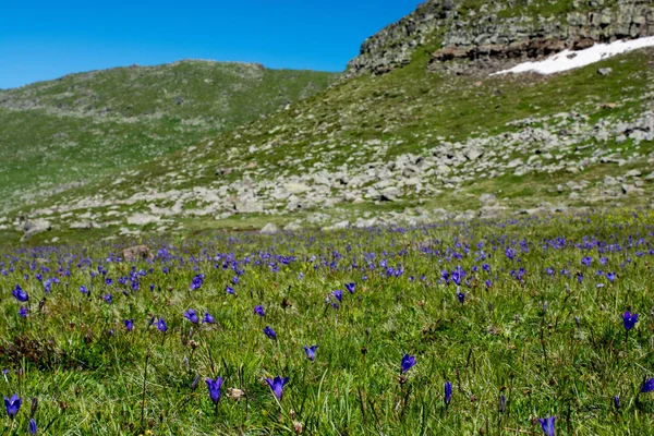 Artvin高原で美しいカラフルな野生の花を咲かせます — ストック写真
