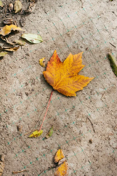 Dry tree leaf as an Autumn background