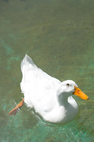 Lonely Bird Lives Natural Environment — Stock Photo, Image