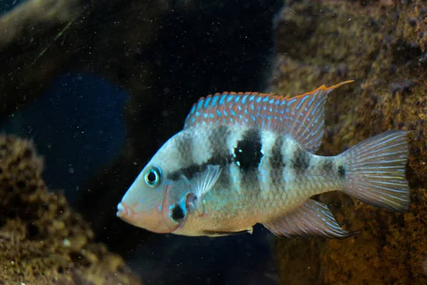 Beautiful Colorful Fish Swims Aquarium Environment — Stock Photo, Image