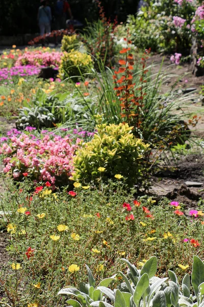美丽的五彩缤纷的花园 开着各种各样的花 — 图库照片