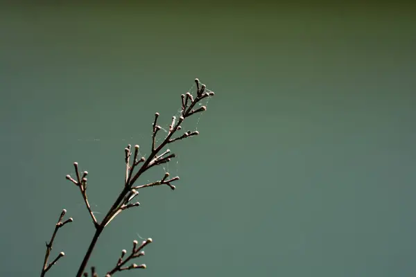 Зелена Рослина Знайдена Фоні Природи — стокове фото