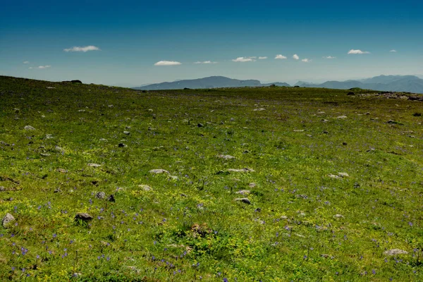 Grönt Gräs Höglandsäng Artvin Turkiet — Stockfoto