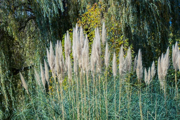 Cortaderia Selloana Vulgarmente Conhecido Como Grama Pampas Vista — Fotografia de Stock