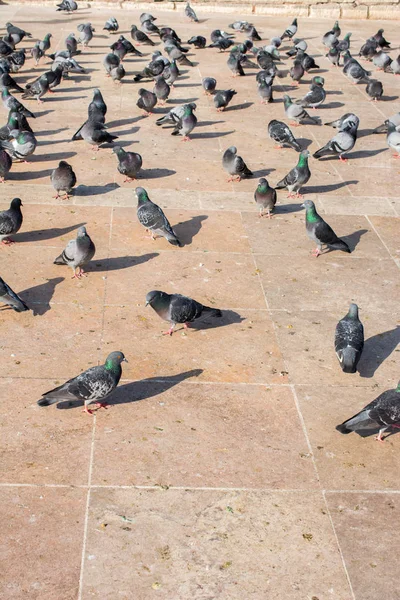 Aves Solitarias Por Vivir Entorno Urbano — Foto de Stock