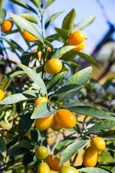 Orange mandarins on branch in spring in the view