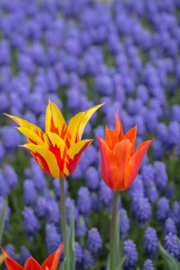 Kartpostal güzelliği tasarımı için güzel laleler.