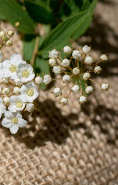 Renkli, yaban bahar çiçekleri tuvalde