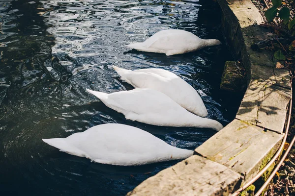 Cisne Branco Encantador Viver Ambiente Natural — Fotografia de Stock