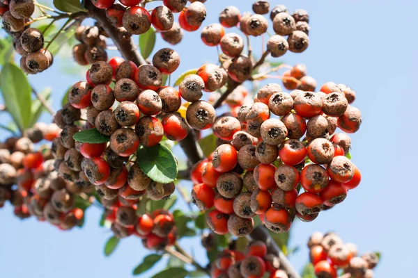 Wilde Vruchten Gevonden Boom Natuur — Stockfoto