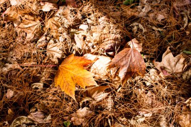 Arka plan için sonbahar yaprakları dokusu. Yaprak arkaplan dokusu
