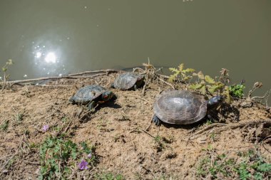 Su kenarında dinlenen kaplumbağalar.