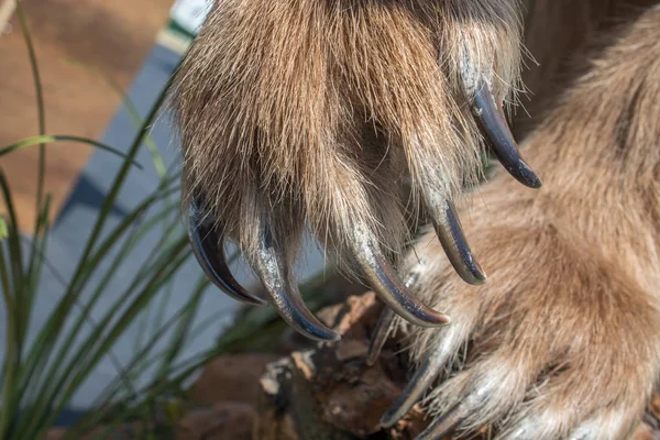 Brown Bear Paw Αιχμηρά Νύχια Όψει — Φωτογραφία Αρχείου