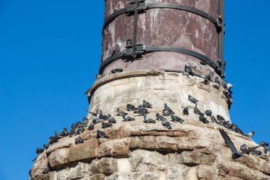 Sevimli güvercin kuşları şehir ortamında yaşıyor.