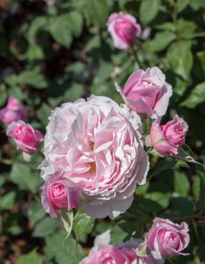 Bahçe arka planında güzel renkli gül çiçeği