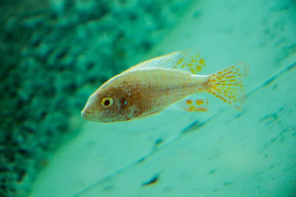 Piękne Kolorowe Ryby Pływają Środowisku Akwarium — Zdjęcie stockowe