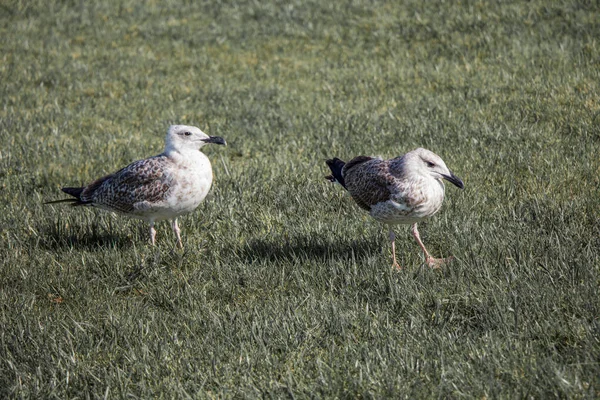 Vackra Kuststaden Fågel Fiskmåsar Det Gröna Gräset — Stockfoto