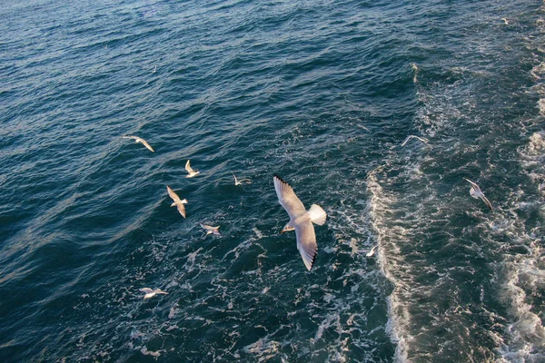 Möwen Sind Auf Und Über Dem Meer — Stockfoto