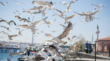 Gökyüzünde kayak yapan martı sürüsü