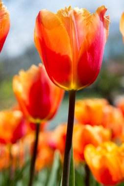 Bahar bahçesinde renkli lale çiçekleri açıyor.