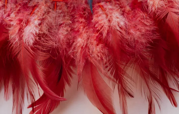 Collection Colored Decorative Feathers Placed White Background — Stock Photo, Image