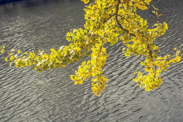 Otoño Deja Textura Para Fondo Textura Del Fondo Hoja Agua — Foto de Stock