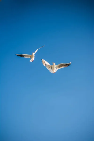 空を飛ぶカモメ背景 — ストック写真