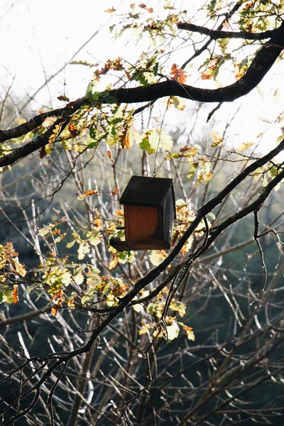 Aves Caseras Madera Colgando Una Rama Árbol — Foto de Stock