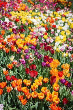 Kartpostal güzelliği tasarımı için güzel laleler.