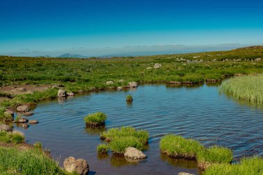 Türkiye 'de Artvin' de dağlık arazide yaban otları