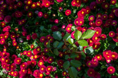 Renkli bir arkaplan olarak açan bahar çiçekleri