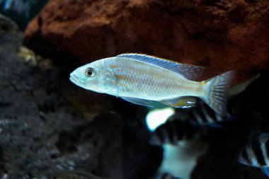 Akvaryum ortamında güzel renkli balıklar yüzer.