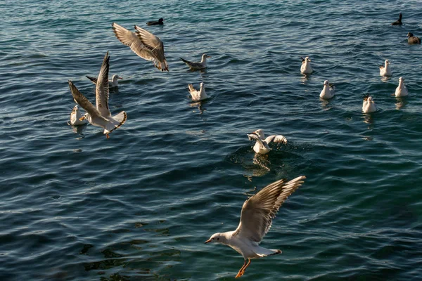 Gaivotas Estão Sobre Sobre Águas Mar — Fotografia de Stock