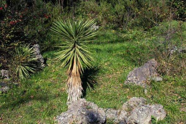 Joven Árbol Verde Crece Naturaleza — Foto de Stock