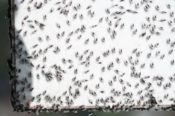 Uno Sciame Formiche Volanti Riunisce Uno Sfondo Bianco — Foto Stock