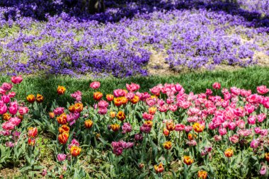 Bahar bahçe çiçek açan laleler ile