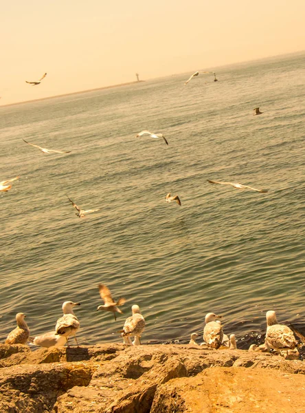 Seagulls Found Shore Sea — Stock Photo, Image