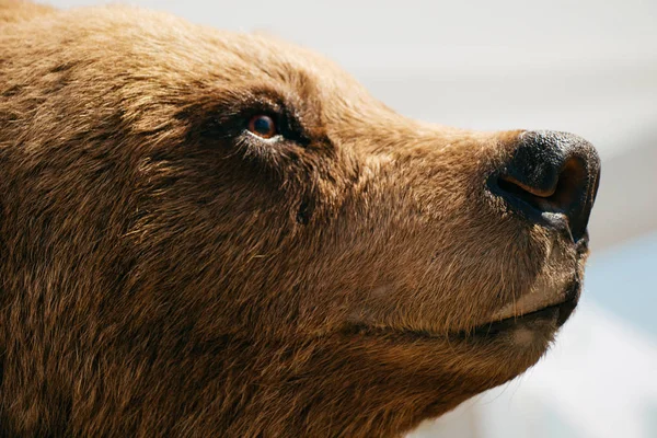 Cabeça Urso Marrom Grande Recheado Como Animal Selvagem — Fotografia de Stock