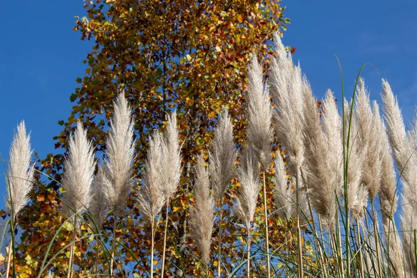 Cortaderia Selloana Vulgarmente Conhecido Como Grama Pampas Vista — Fotografia de Stock