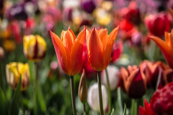 Belle Fleur Tulipes Pour Conception Concept Beauté Carte Postale — Photo
