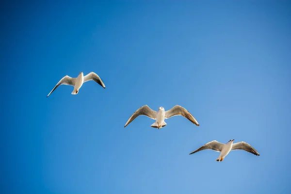空を飛ぶカモメ背景 — ストック写真