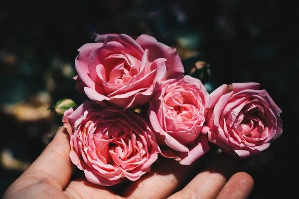 Blommande Vackra Färgglada Rosor Trädgården Bakgrund — Stockfoto