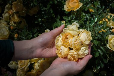 Elindeki güzel taze güller