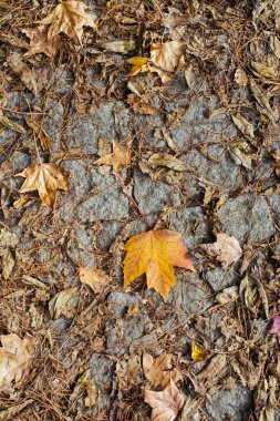 Arka plan için sonbahar yaprakları dokusu. Yaprak arkaplan dokusu