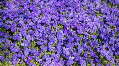 Renkli bir arkaplan olarak açan bahar çiçekleri