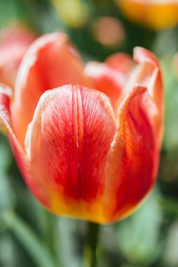 Bahar bahçesinde renkli lale çiçekleri açıyor.